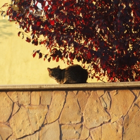 Cat on the fence