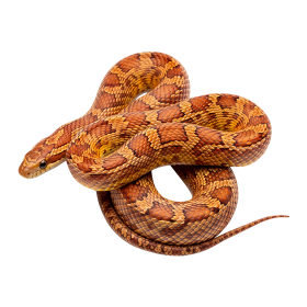 Free snake photo png AI generated