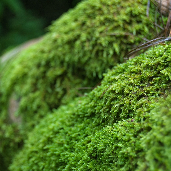 Green moss