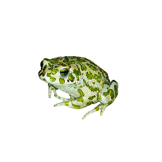 Free frog image with transparent background