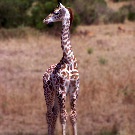 Giraffe stock photo