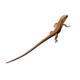 Lizard photo png