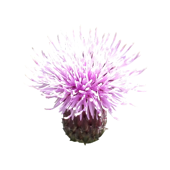 Milk thistle photo png