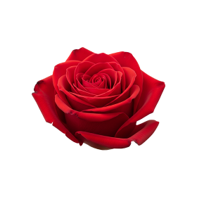 Free red rose flower photo png...