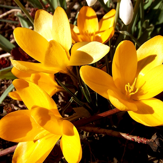 Free yellow crocus photo 