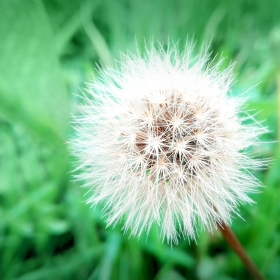 Free white dandelion photo