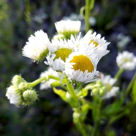 Camomile flower stock photo