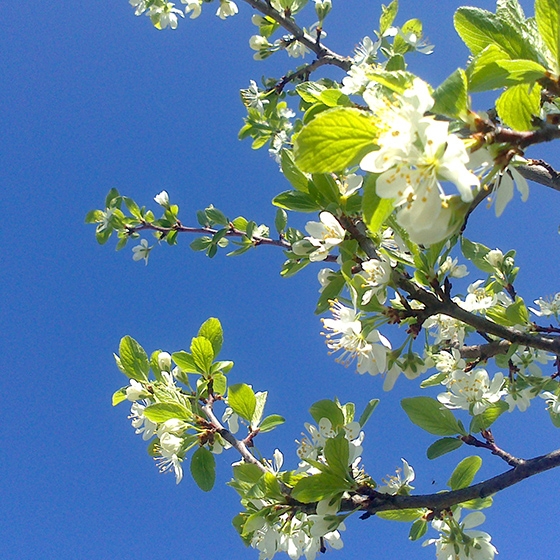 Apple tree flowers free photo