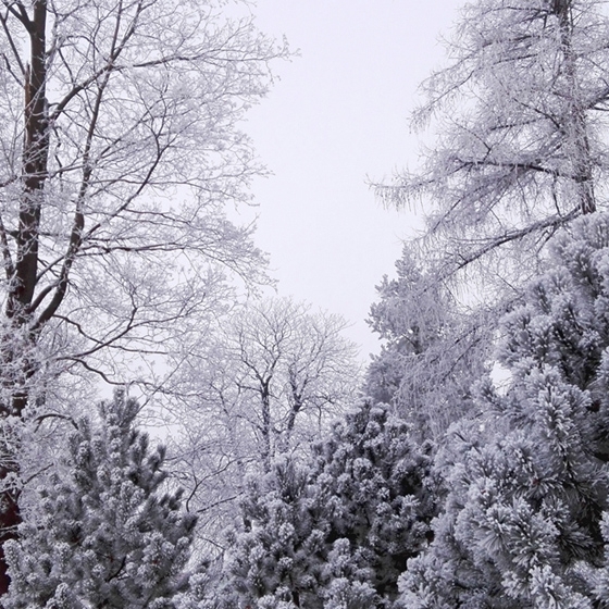 Free winter Landscape photo