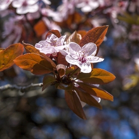 Pink Flower Tree Blossom 