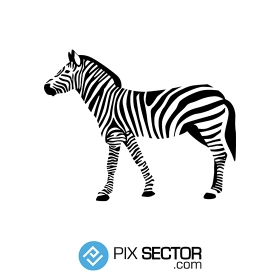 Zebra illustration vector