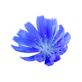 Cornflower png