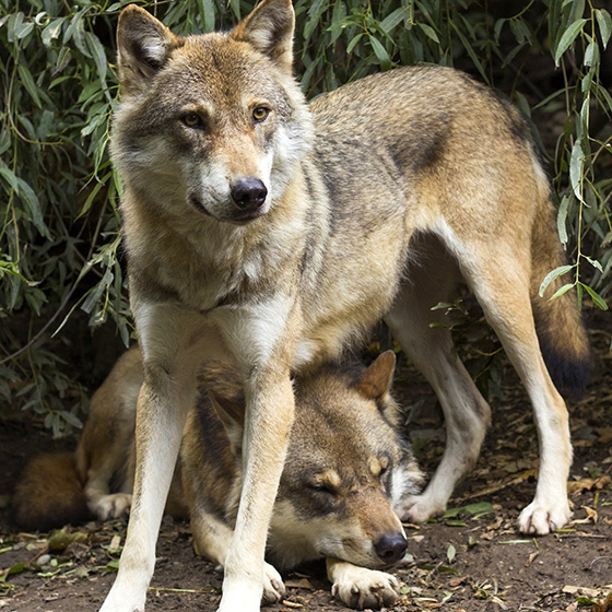 Sleeping wolf photo 