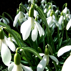 Free white snowdrop flower photo