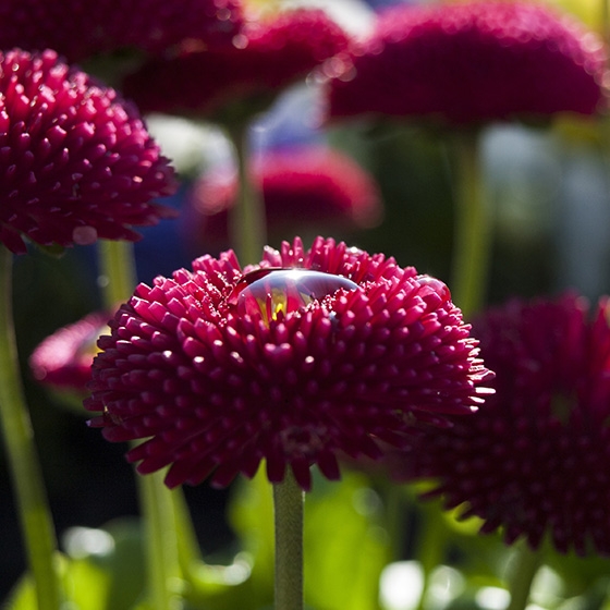 Springtime flower photo