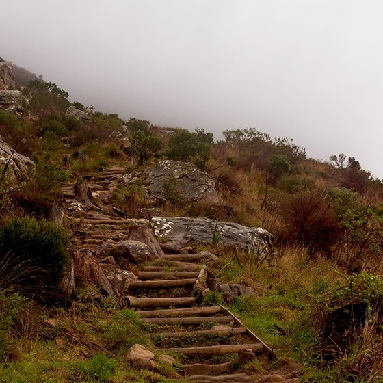 Wood stairs in the nature