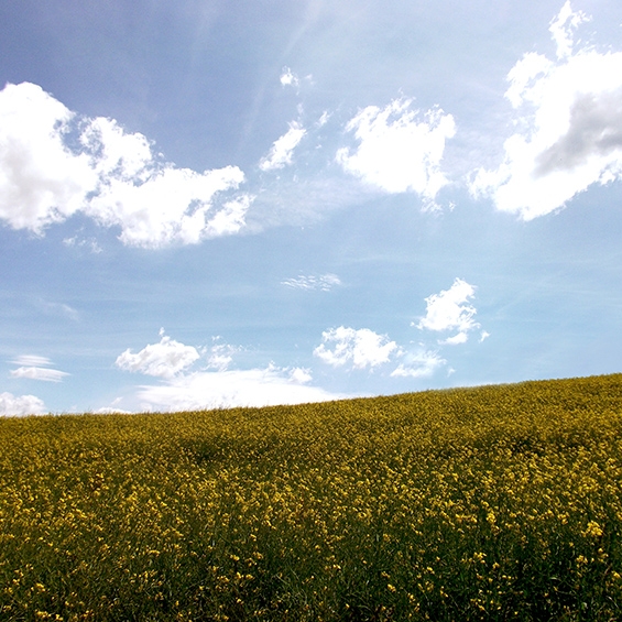 Rape field