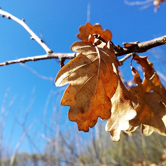 Free autumn leaves photo