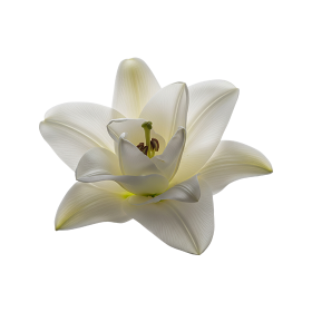 Free white lily flower png AI generated
