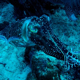 Cuttlefish photo