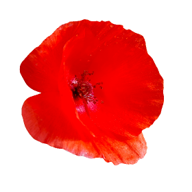 Red poppy flower png