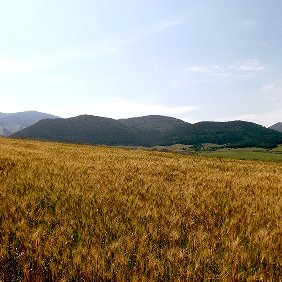 Field of rye